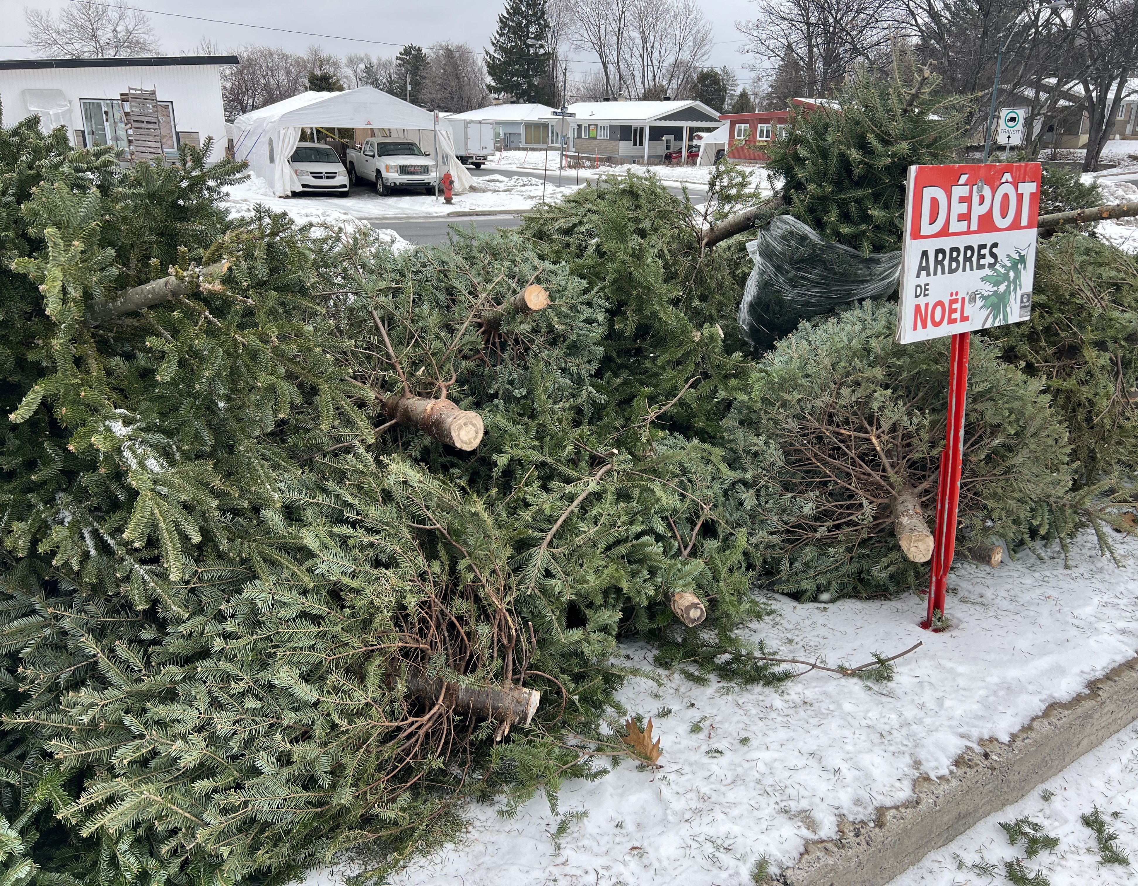 La Ville veut récupérer vos arbres
