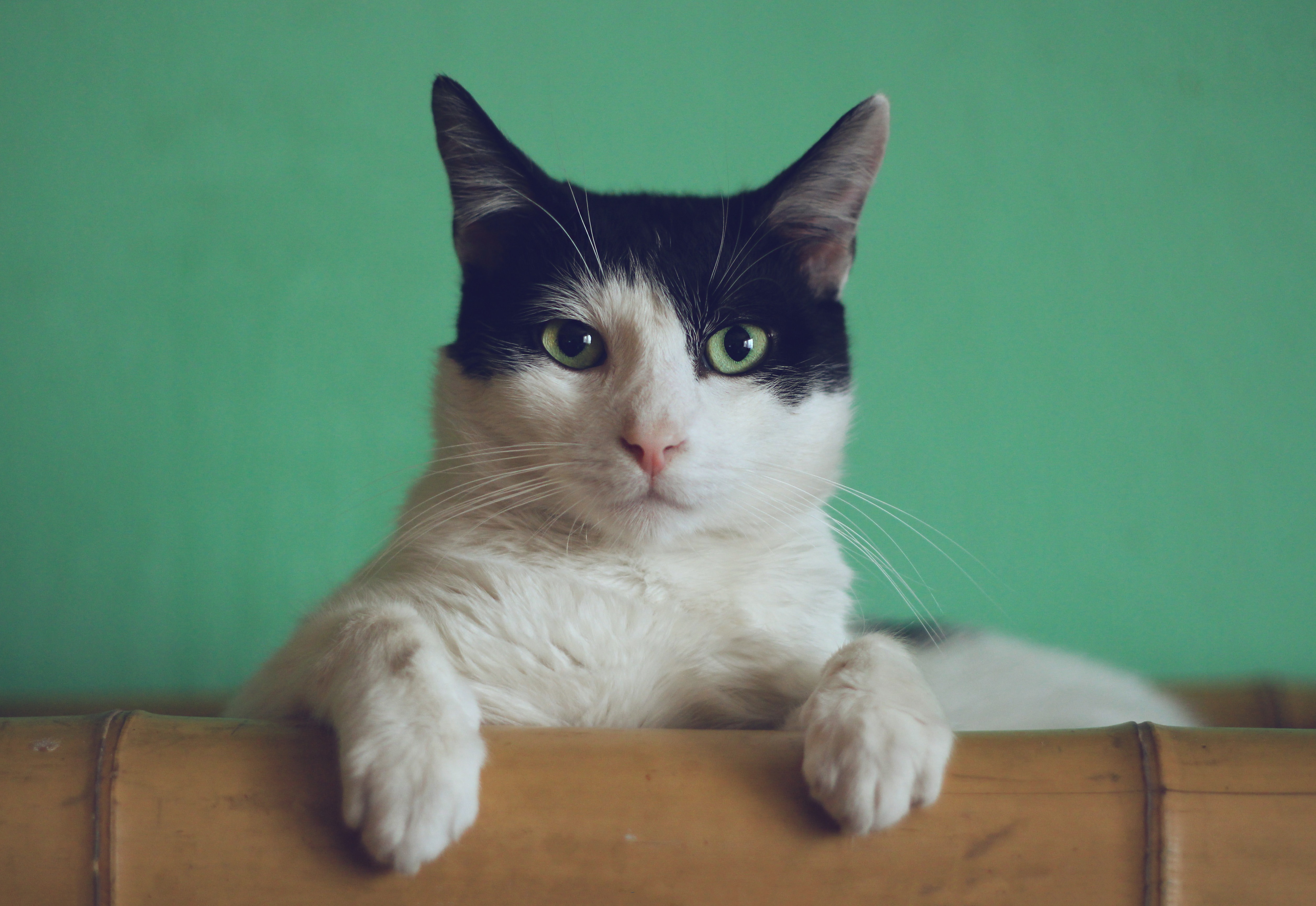 Les chats et les chiens toujours populaires