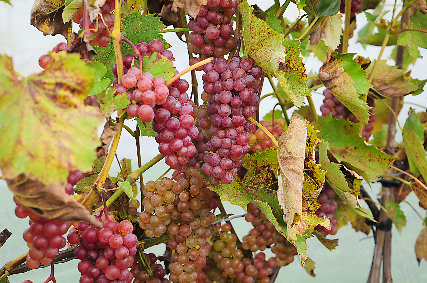 Bilan positif pour les producteurs bioconventionnels